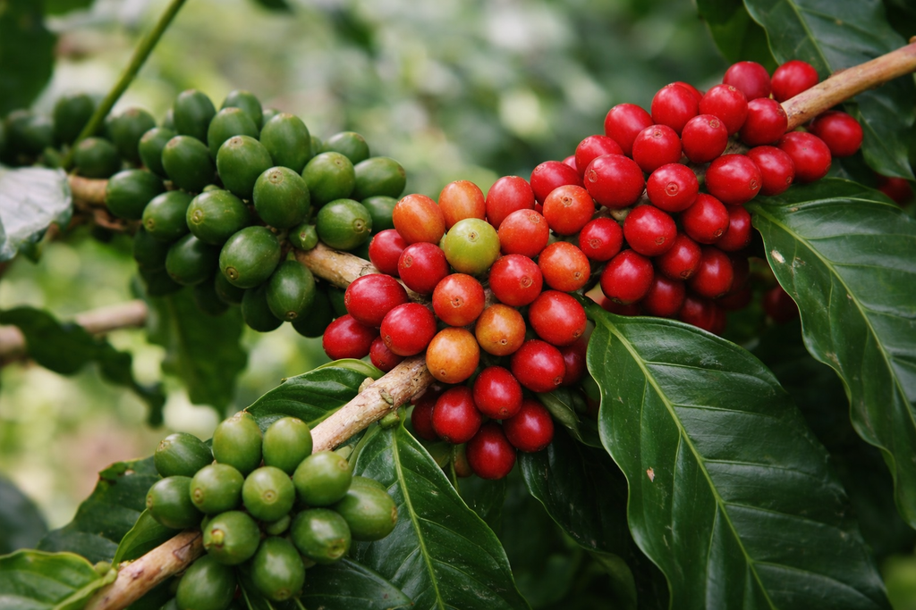 500g – Inzozi Beans Premium Rwandan Coffee.