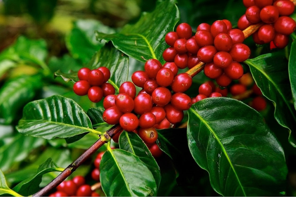 250g – Inzozi Beans Premium Rwandan Coffee.